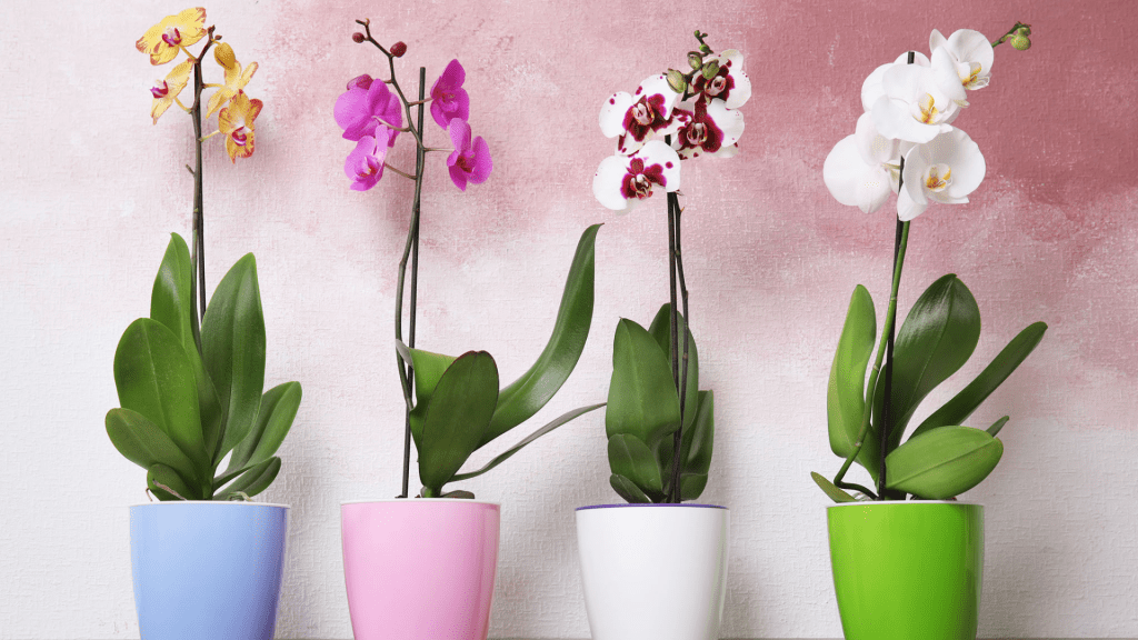 Como cuidar de orquídeas: Guia completo para iniciantes